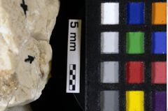 Foto (Detailansicht) von Decapoda indet. (NHMW-GEO-1990-0041-0114)